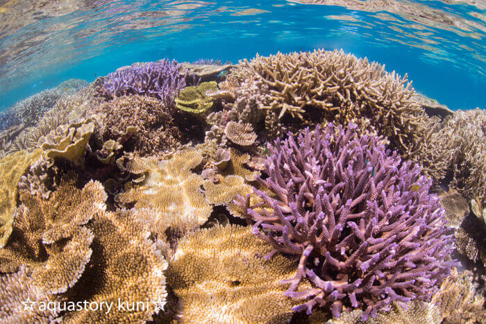  八重干瀬の美しいテーブル珊瑚